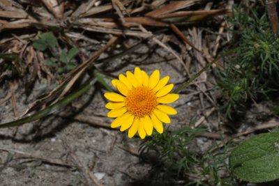 Thymophylla tenuiloba, photographed by Reid Hardin