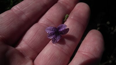 Monopsis simplex, photographed by Shaun Swanepoel