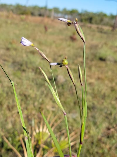 Sisyrinchium nashii, photographed by Jay Horn
