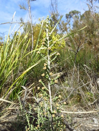 Ozothamnus scutellifolius, photographed by Cowirrie