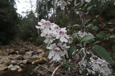 Prostanthera lasianthos, photographed by Cowirrie