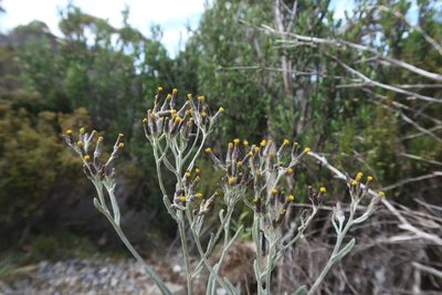 Senecio gunnii, photographed by Cowirrie