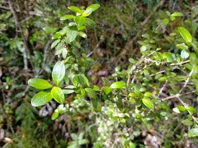 Coprosma colensoi, photographed by John Barkla