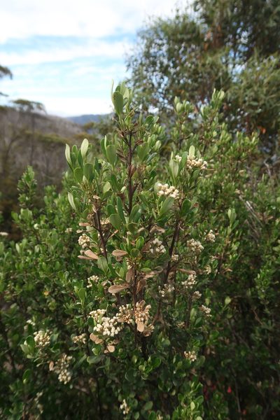 Ozothamnus antennaria, photographed by Cowirrie