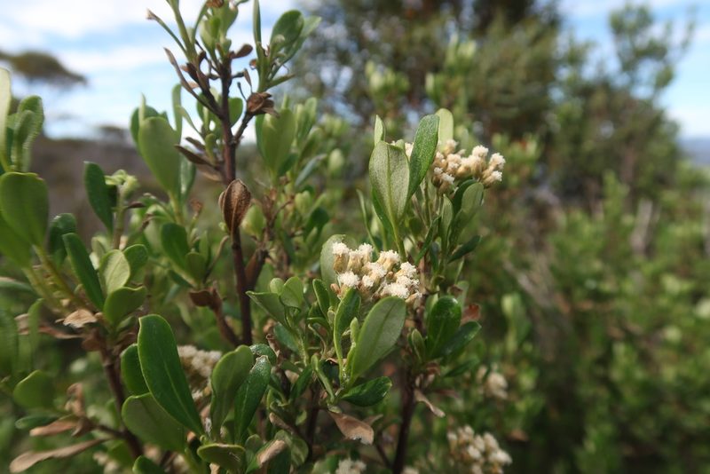 Ozothamnus antennaria, photographed by Cowirrie
