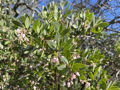 Arctostaphylos manzanita, photographed by nmoorhatch