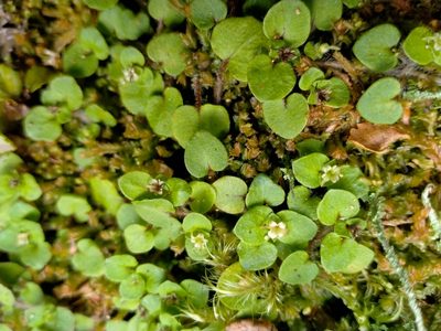 Nertera villosa, photographed by John Barkla