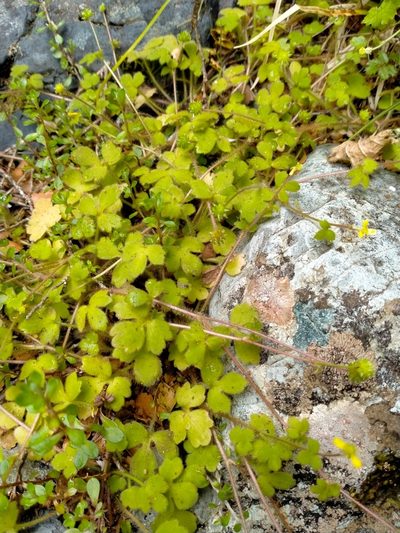 Ranunculus membranifolius, photographed by John Barkla