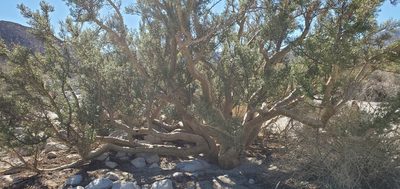 Bursera microphylla, photographed by Asher Budnik