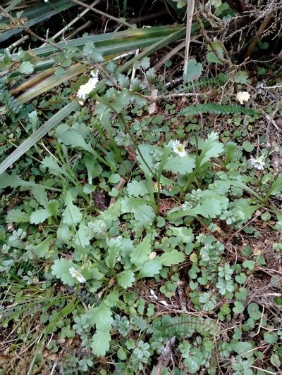 Brachyscome radicata, photographed by John Barkla