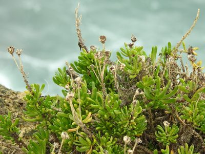 Limbarda crithmoides, photographed by Duarte Frade