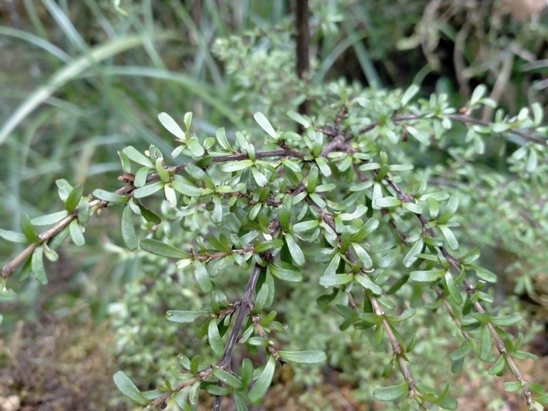 Coprosma cuneata, photographed by John Barkla
