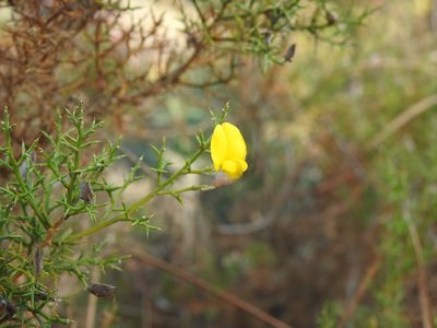Stauracanthus boivinii, photographed by Duarte Frade