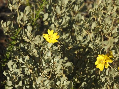 Cistus halimifolius, photographed by Duarte Frade