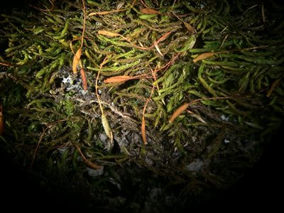 Leskea polycarpa, photographed by Étienne Lacroix-Carignan