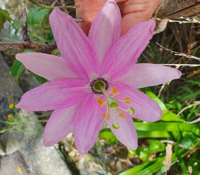 Passiflora tarminiana, photographed by Kate McAlpine