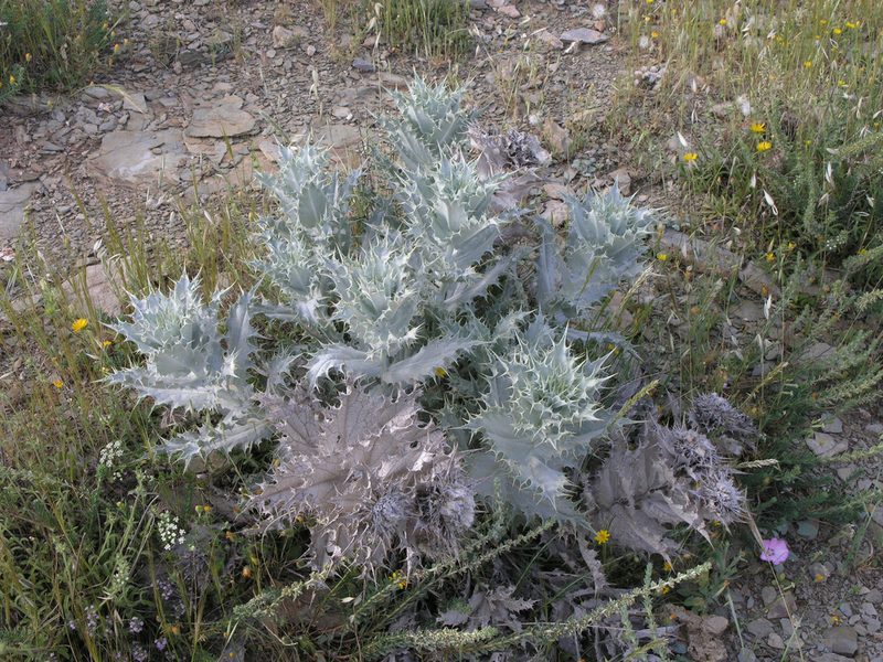 Carlina macrophylla, photographed by Oleg Kosterin