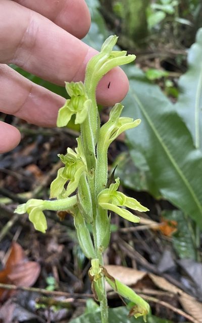 Sarcoglottis sceptrodes, photographed by tlaloc27