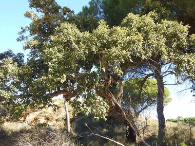 Quercus suber, photographed by Duarte Frade