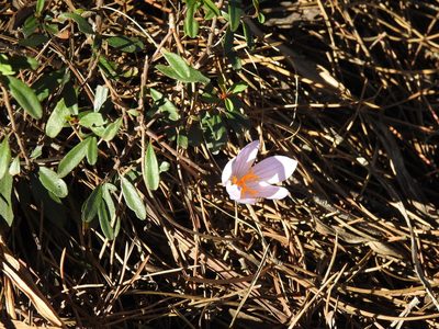 Crocus autumnalis, photographed by Duarte Frade