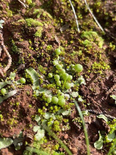Asterella bolanderi, photographed by Roger Raiche