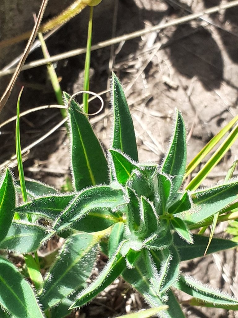 Euphorbia gueinzii, photographed by grabbarg