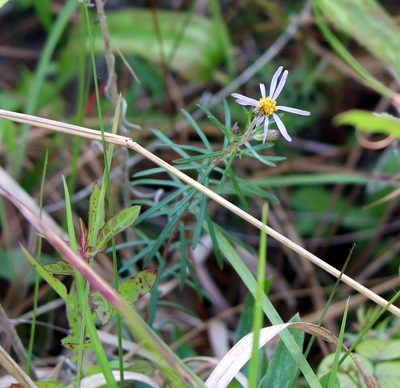 Ionactis repens, photographed by Lauren McLaurin