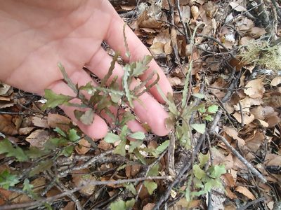 Elaeocarpus hookerianus, photographed by Natalie Johnston