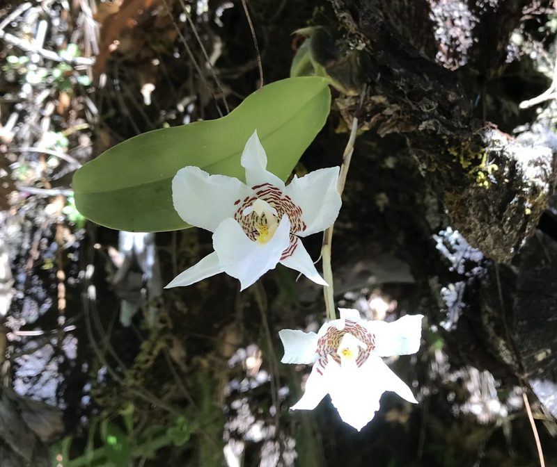 Rhynchostele cervantesii, photographed by Sean Vanderluit