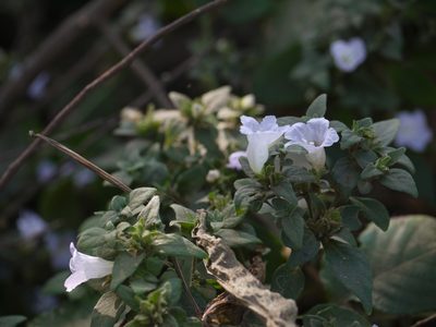 Strobilanthes ixiocephala, photographed by Dinesh Valke