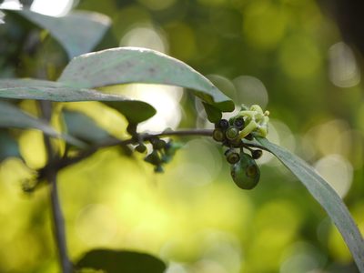 Canthium angustifolium, photographed by Dinesh Valke