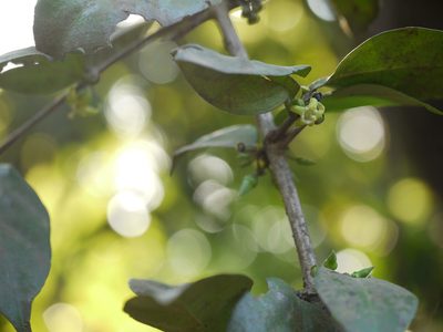 Canthium angustifolium, photographed by Dinesh Valke