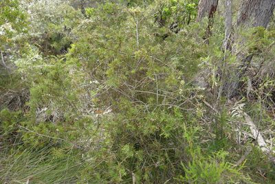 Hakea teretifolia, photographed by Gary Williams