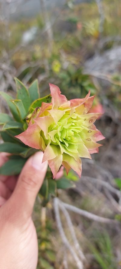 Liparia splendens, photographed by sharndreheuvel