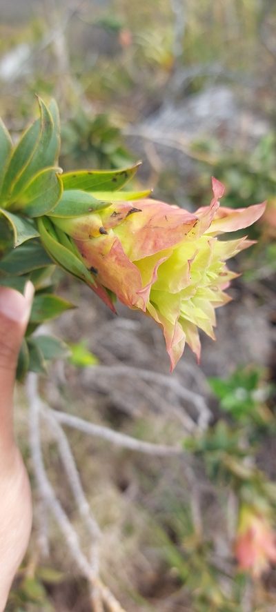 Liparia splendens, photographed by sharndreheuvel