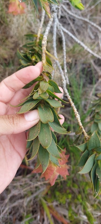 Liparia splendens, photographed by sharndreheuvel