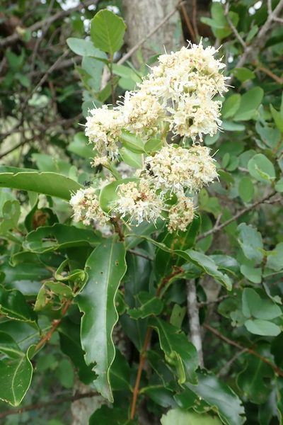 Galpinia transvaalica, photographed by Andrew Deacon