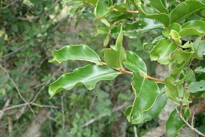 Galpinia transvaalica, photographed by Andrew Deacon