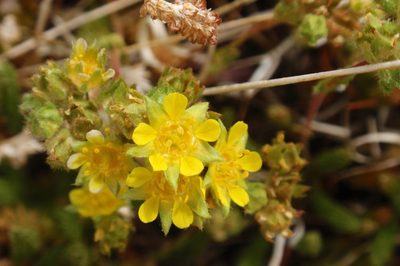 Potentilla nubigena, photographed by tomhilton