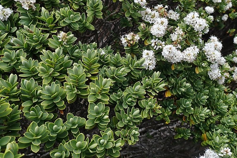 Veronica topiaria, photographed by Duncan Cunningham