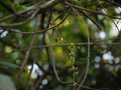 Diploclisia glaucescens, photographed by Dinesh Valke