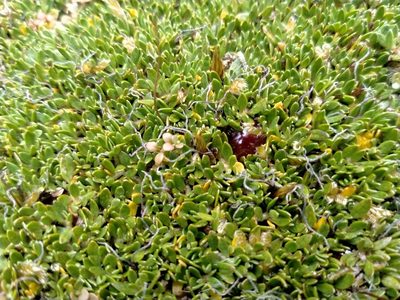 Coprosma atropurpurea, photographed by John Barkla