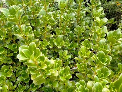 Coprosma serrulata, photographed by John Barkla