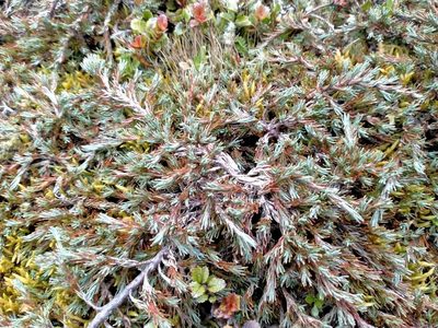 Dracophyllum prostratum, photographed by John Barkla