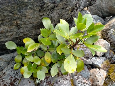 Neopanax colensoi, photographed by John Barkla