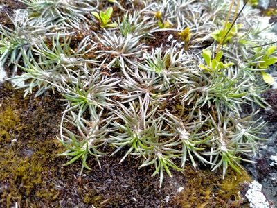 Celmisia laricifolia, photographed by John Barkla