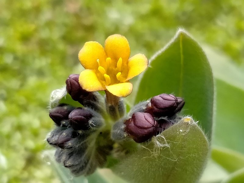Myosotis macrantha, photographed by John Barkla