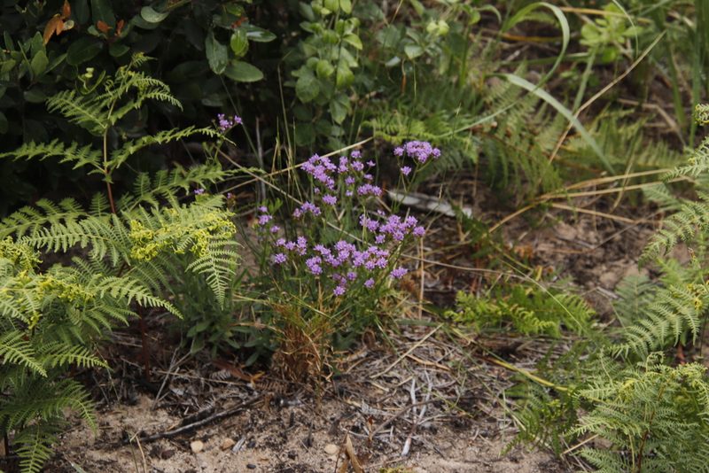 Pseudoselago verbenacea, photographed by Tony Rebelo