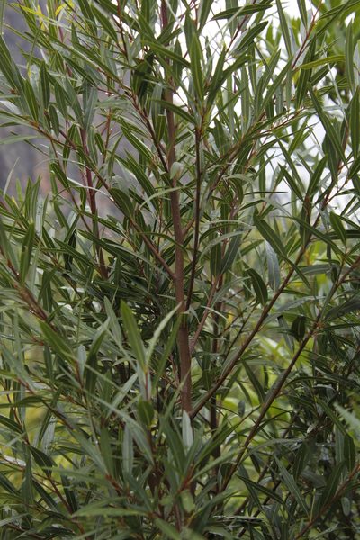 Cryptocarya angustifolia, photographed by Tony Rebelo