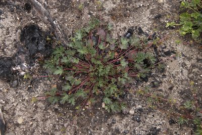 Pelargonium grossularioides, photographed by Tony Rebelo